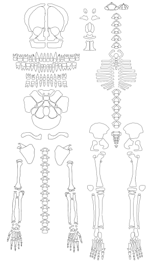 neonatum recording form