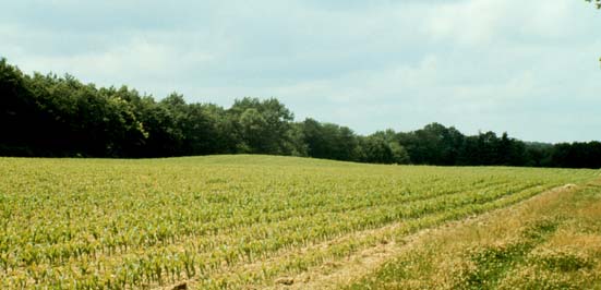 Long mound