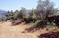 Stone walled modern field boundary, partly coinciding with the circuit wall of the Roman city.