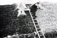 Laying cereal over turf at Luib, Skye