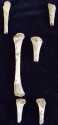 Neonatal bones from 4774