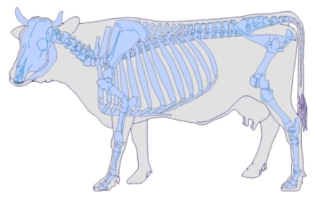 Bos taurus (cattle)