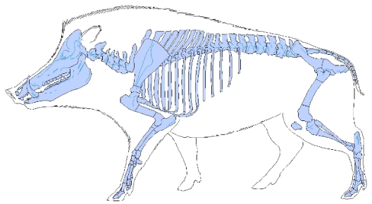 Sus scrofa (pig)