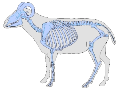 Ovis aries (sheep)