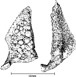 Fig. 2. Left inferior (lower) pharyngeal arch of redear sunfish.