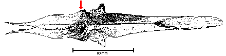 Fig. 4. Ventral aspect of a redear parasphenoid.