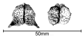 Fig. 8. Articulated
 upper and lower pharyngeals of redear illustrating powerful architecture.