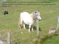 horse with bible quote