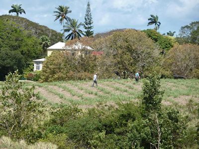 Field survey at Mount Plantation