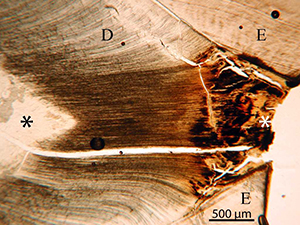 Figure 49