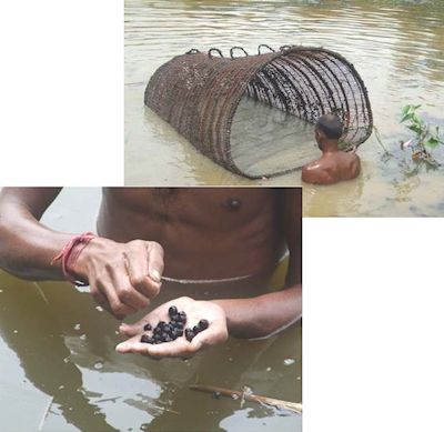 Composite image - modern day collection of  fox nuts, India