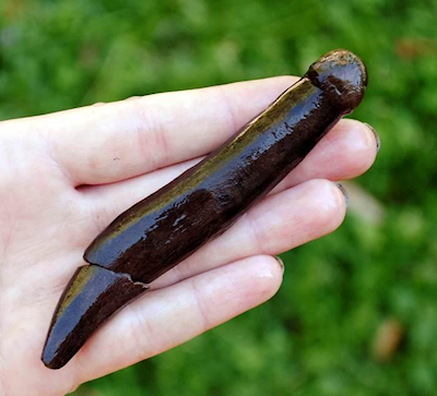 Flint knapping tool made of polished red deer antler, radiocarbon dated to 5650-5340 BC. Photo: Göran Gruber