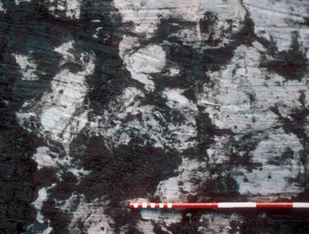 Figure F: Cattle footprints beside Building 6. (Image: M. Bell)