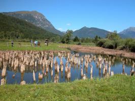 Protruding wooden pils from a lake