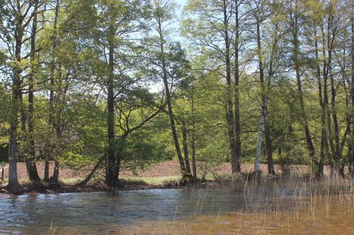 A riverbank lined by trees with an area of cleared land behind.