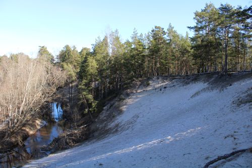 A white sand dune topped and surrounded by forest