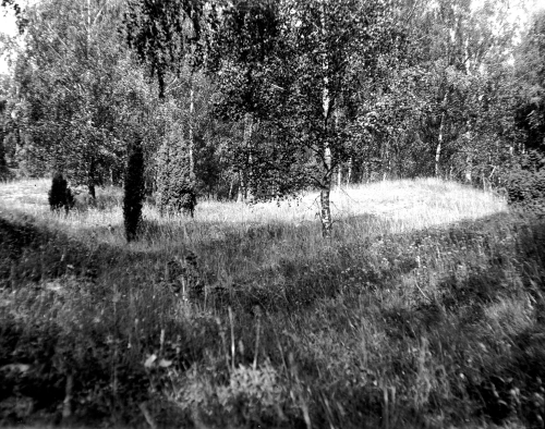 An area of long grasses infront of a row of trees