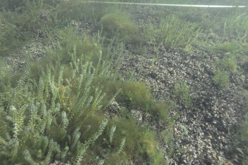 Underwater vegetation at the bottom of a lake