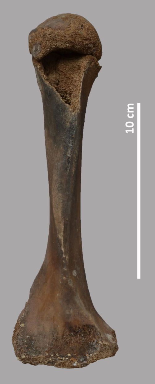 Cranial view of a right humerus of brown bear, with a 10cm scale alongside