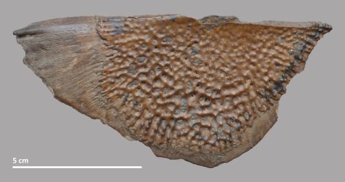 Dorsal plate of an Atlantic sturgeon (Acipenser oxyrinchus), with a 5cm scale alongside