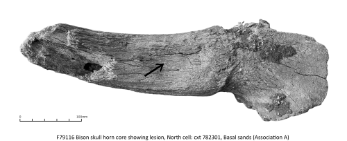 a bison skull horn core