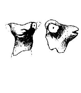 fig1c - animal head