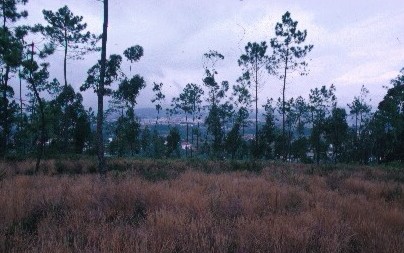 Example of the regional vegetation, overlooking the Rio Cavado